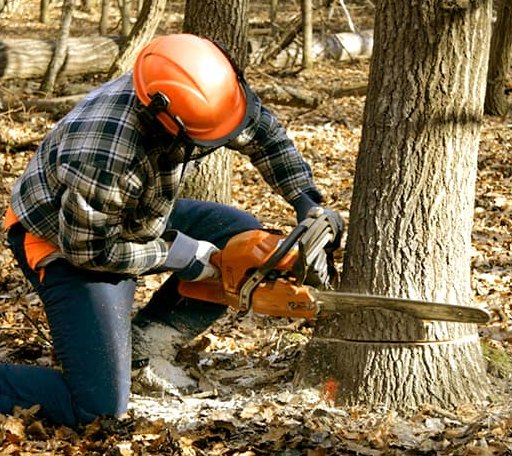 Tree Removal in Mountain, WI